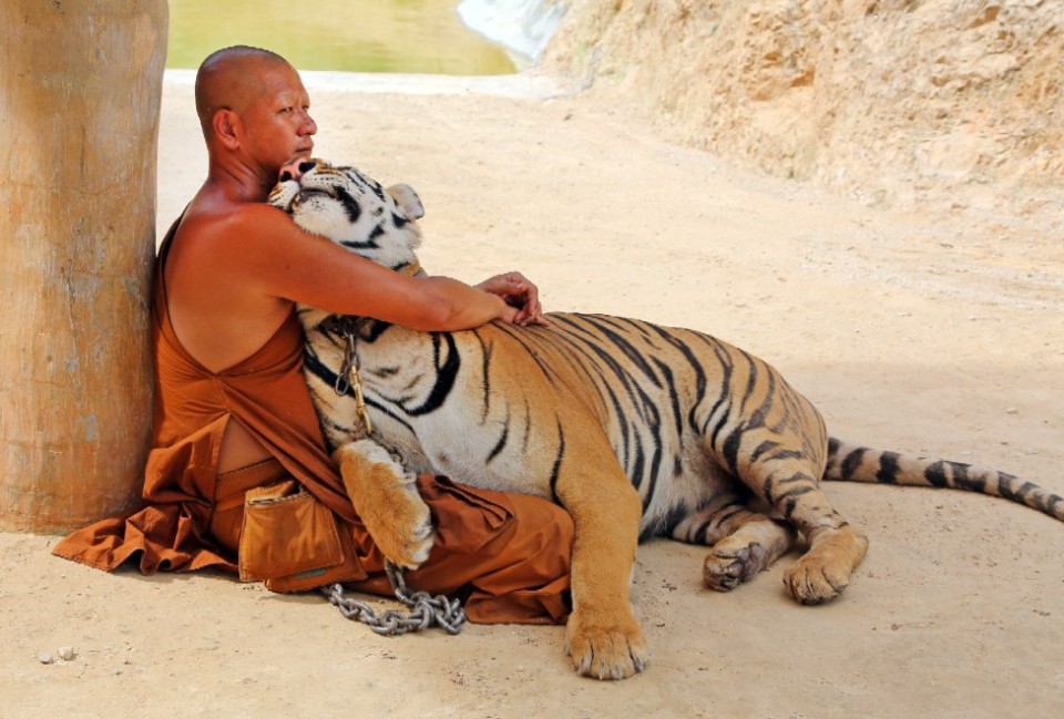 monaco-con-tigre